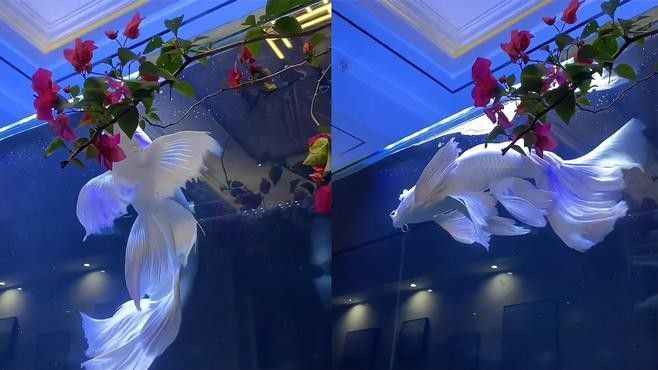 詳細(xì)閱讀:蝴蝶鯉躲避空間需要多大 蝴蝶鯉躲避空間需要多大